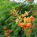 Caesalpinia pulcherrima – Peacock Flower (Barbados Pride) 4