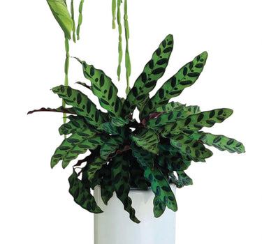 Calathea Rattlesnake Plants UAE. Potted plant with green leaves in a white pot on a white background