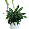 Calathea Rattlesnake Plants UAE. Potted plant with green leaves in a white pot on a white background