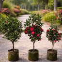 Camelia Flower Plants UAE. Three potted trees with red flowers on a gravel path in a garden setting.