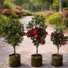 Camelia Flower Plants UAE. Three potted trees with red flowers on a gravel path in a garden setting.