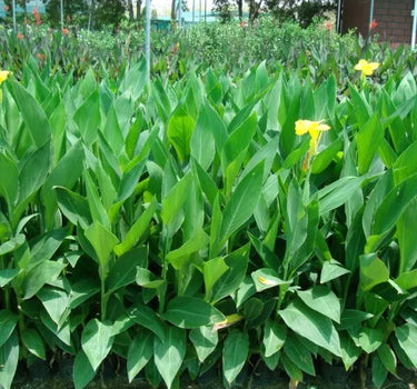 Canna Indica – Canna Green 3
