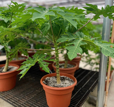 Carica Papaya – Papaya Tree 1