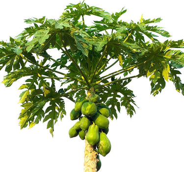 Carica Papaya – Papaya Tree 3