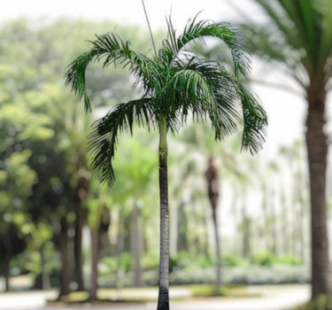 Carpentaria acuminata – Carpentaria Palm 1
