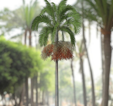 Carpentaria acuminata – Carpentaria Palm 3