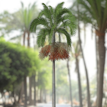 Carpentaria acuminata – Carpentaria Palm 3