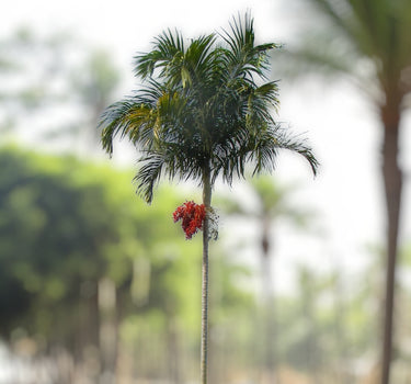 Carpentaria acuminata – Carpentaria Palm 2