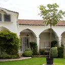 Cassia Fistula – Golden Shower Tree (Cassia Tree) 1