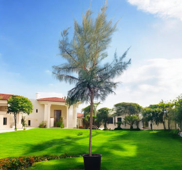 Casuarina Equisetifolia – Australian Pine Tree 1