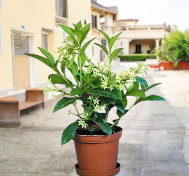 Cestrum Nocturnum – Night Queen / Night-blooming Jasmine 1