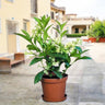 Cestrum Nocturnum – Night Queen / Night-blooming Jasmine 1