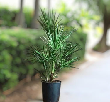Chamaerops Humilis – European Fan Palm (Multi Trunk Specimen) 3