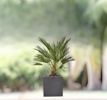 Chamaerops Humilis – European Fan Palm (Multi Trunk Specimen) 1