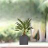Chamaerops Humilis – European Fan Palm (Multi Trunk Specimen) 1