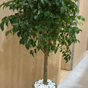 Chinadoll Big Head Plants UAE. Potted plant with green leaves in a pot on a wooden floor.