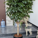 Chinadoll Big Plants UAE. Potted plant on a set of stairs with decorative elements in the background