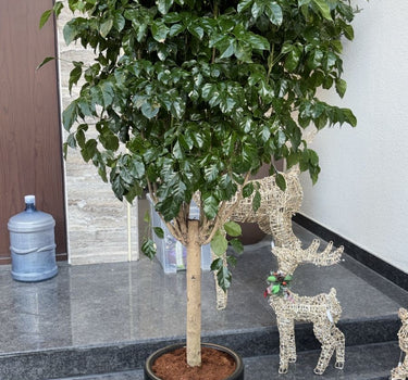 Chinadoll Big Plants UAE. Potted plant on a set of stairs with decorative elements in the background