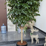 Chinadoll Big Plants UAE. Potted plant on a set of stairs with decorative elements in the background
