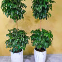 Chinadoll Double-Head Indoor Plant UAE. Four potted plants in white containers against a yellow wall.