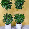 Chinadoll Double-Head Indoor Plant UAE. Four potted plants in white containers against a yellow wall.