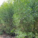 Choice for Homes Damas Large Plants UAE. Tall tree with green leaves in a natural setting