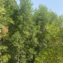 Choice for Homes Damas Large Plants UAE. Green shrub or small tree with a clear blue sky background