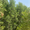 Choice for Homes Damas Large Plants UAE. Green shrub or small tree with a clear blue sky background