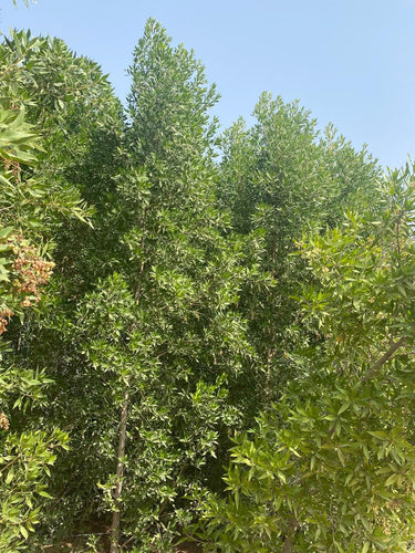 Choice for Homes Damas Large Plants UAE. Green shrub or small tree with a clear blue sky background