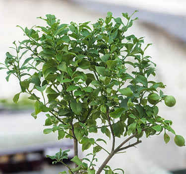 Spanish Lemon Citrus