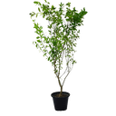 Citrus Bin Zaheer Plant 1