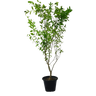 Citrus Bin Zaheer Plant 1