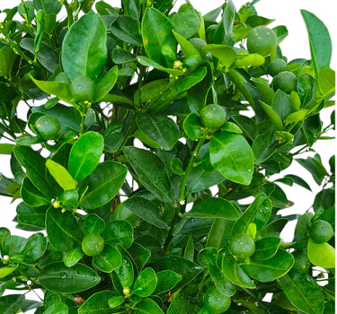 Citrus Mandarin Tree 2