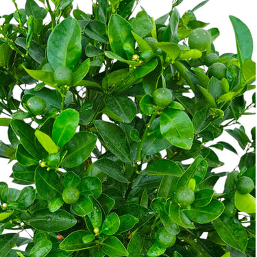 Citrus Mandarin Tree 2