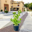 Clerodendrum Inerme – Wild Jasmine Ground Cover & Hedge Plant 1