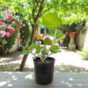 Coccoloba uvifera (Sea Grape) – Coastal Beauty with Bold Foliage 1