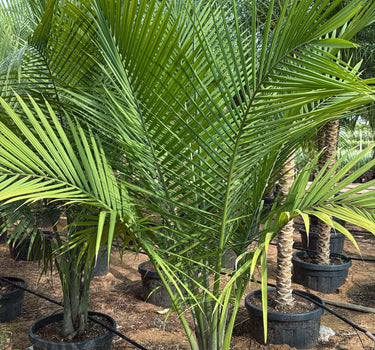 Coconut Spindle Palm Big (2.5m) Plant for Indoor & Outdoor Decor in Dubai. Potted palm trees in a nursery setting