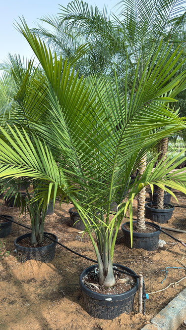 Coconut Spindle Palm Big (2.5m) Plant for Indoor & Outdoor Decor in Dubai. Potted palm trees in a nursery setting