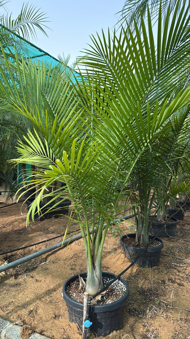 Coconut Spindle Palm Big (2.5m) Plant for Indoor & Outdoor Decor in Dubai. Potted palm tree in a garden setting with other plants and a clear sky.