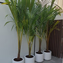 Coconut Tree (2.5m) Plants Dubai.