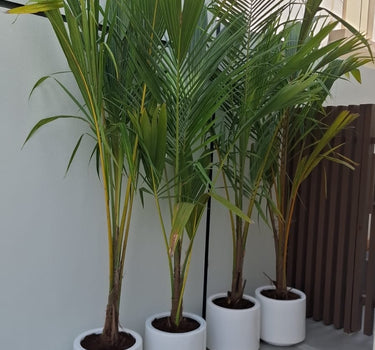 Coconut Tree (2.5m) Plants Dubai.