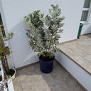 Conocarpus Sericeus – Silver Buttonwood 3