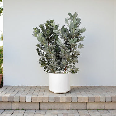 Conocarpus Sericeus – Silver Buttonwood 4