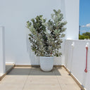 Conocarpus Sericeus – Silver Buttonwood 5