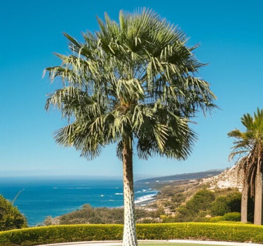 Copernicia prunifera – Wax Palm (Caranday Palm) 1