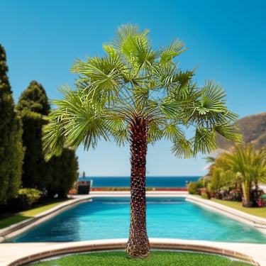 Copernicia prunifera – Wax Palm (Caranday Palm) 3