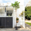 Cordia Sebestena – Orange Geiger Tree 1