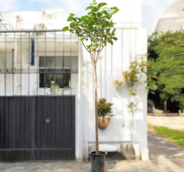 Cordia Sebestena – Orange Geiger Tree 1