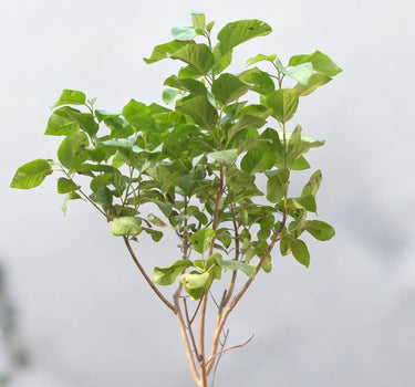 Cordia Sebestena – Orange Geiger Tree 2