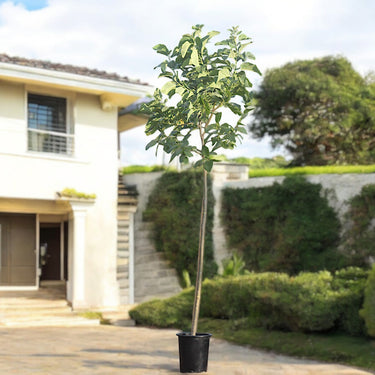 Cordia Sebestena – Orange Geiger Tree 3